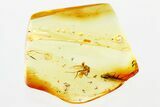 Detailed Fossil True Midge (Chironomidae) & Enhydro in Baltic Amber #381491-1
